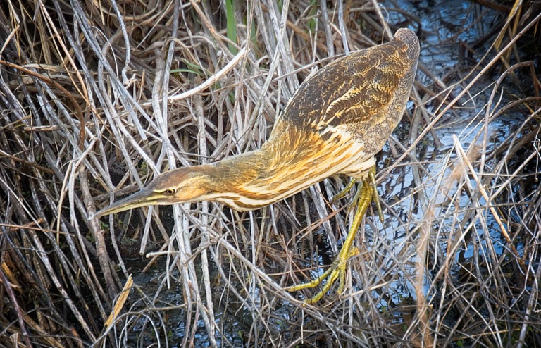 Stalking Bittern
